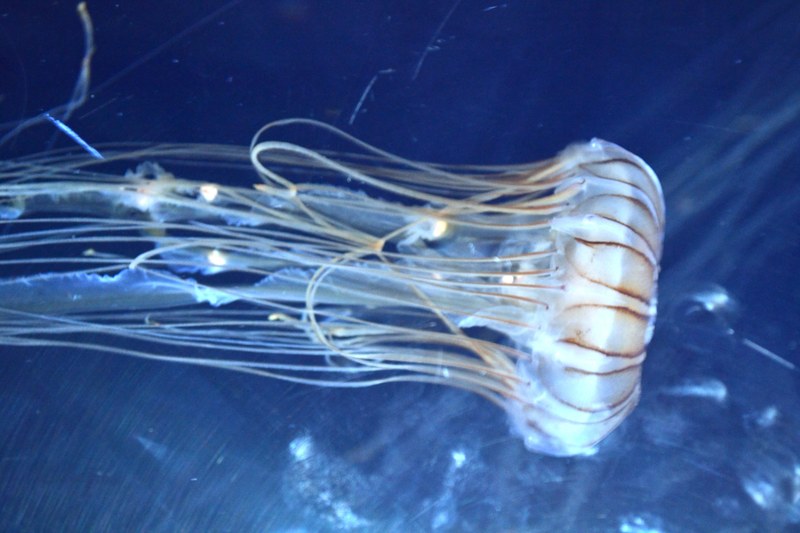 Jellyfish