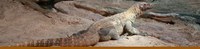 Komodo Reptile Banner Komodo Reptile Banner
