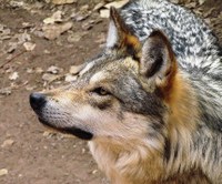 Mexican Gray Wolf Mexican Gray Wolf