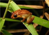 Locust Coqui Locust Coqui