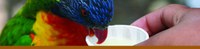 Lorikeet Feeding Lorikeet Feeding