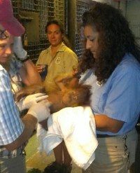 Orangutan Baby - August update Orangutan Baby - August update