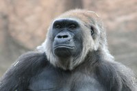 Gorilla Gorilla