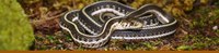 Mexican Gartersnake Banner Mexican Gartersnake Banner