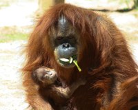 Baby Orangutan, 2013 Baby Orangutan, 2013