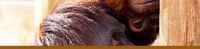 Orangutan Exhibit Banner Orangutan Exhibit Banner