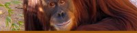 Orangutan banner Orangutan banner
