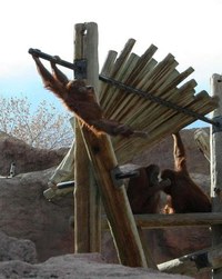 Reese and Orangutans Reese and Orangutans