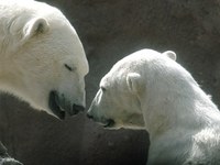 polarbear.jpg polarbear.jpg