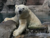 Polar Bear - exhibit Polar Bear - exhibit