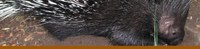 Porcupine banner Porcupine banner