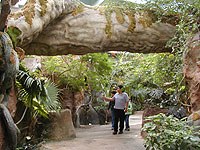 rainforest-1.jpg rainforest-1.jpg