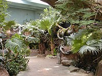 rainforest-2.jpg rainforest-2.jpg
