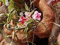 rainforest-3.jpg rainforest-3.jpg