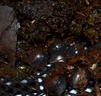 Coqui Froglets Ready to Hatch Coqui Froglets Ready to Hatch