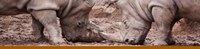 Rhinoceros Banner Rhinoceros Banner