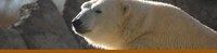 Sea Lion Banner Sea Lion Banner