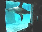 sealion.jpg sealion.jpg