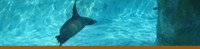 Seals and Sea Lions banner Seals and Sea Lions banner