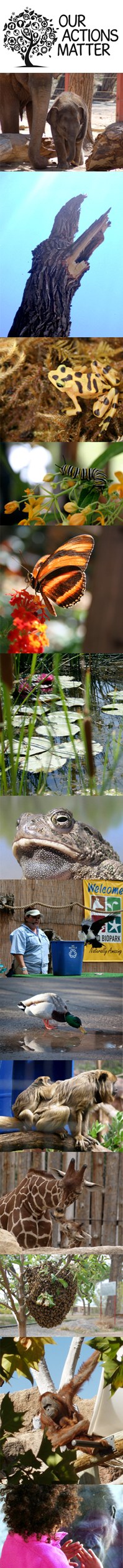 Zoo Birthday Sidebar Zoo Birthday Sidebar