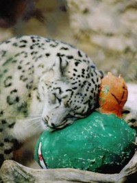 Snow leopard rubs toy Snow leopard rubs toy