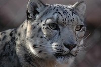 Snow Leopard Snow Leopard