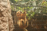 Golden Lion Tamarin Golden Lion Tamarin