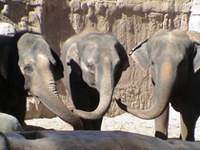 threeelephantsweb.jpg threeelephantsweb.jpg