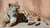 Tiger Tiger