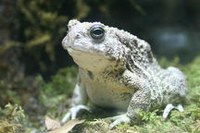 toad toad