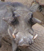 warthogfaceweb.jpg warthogfaceweb.jpg