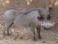 warthogweb1.jpg warthogweb1.jpg
