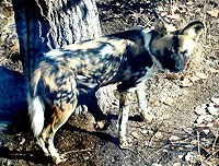 wilddog.jpg wilddog.jpg