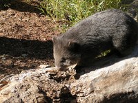 Wombat Wombat