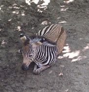 zebra-web.jpg zebra-web.jpg