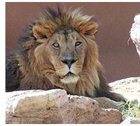 zo_lion.jpg zo_lion.jpg