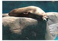 zo_seal.jpg zo_seal.jpg