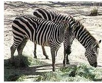 zo_zebra.jpg zo_zebra.jpg