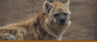 Zoo Banner Zoo Banner
