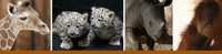 Zoo Baby Banner Zoo Baby Banner