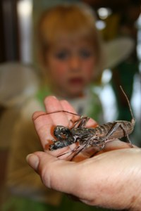Zoo Boo Whip Scorpion Zoo Boo Whip Scorpion