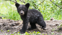 Black Bear Section Block
