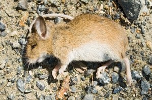 dead_mouse dead_mouse