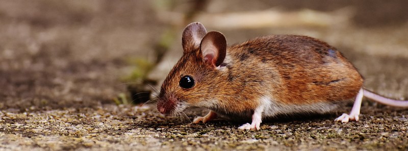 UBD - Rodents Tile