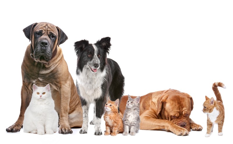 Animal Welfare Department Launches a New Shelter Data Dashboard Animal Welfare Department Launches a New Shelter Data Dashboard