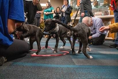 Rescue Pups Reunion: From Abandoned to Adored Rescue Pups Reunion: From Abandoned to Adored